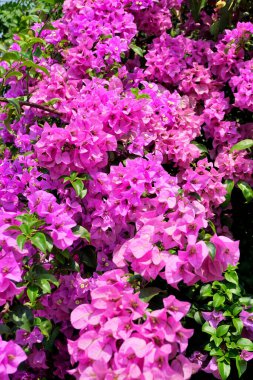 Ağaçta çiçek açan Bougainvillea çiçeği, çiçek arkaplanı.