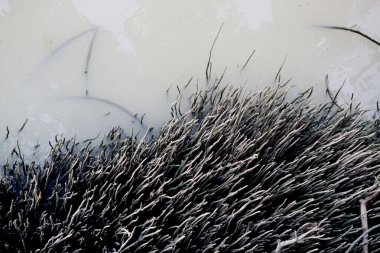 Nehirdeki mangrov ormanının solunum kökü, doğa arka planı.