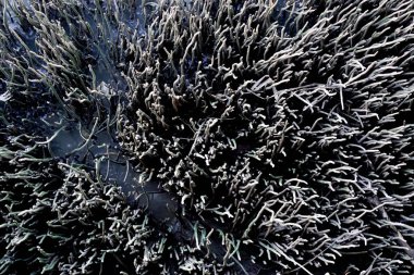 Nehirdeki mangrov ormanının solunum kökü, doğa arka planı.