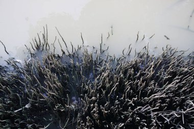Nehirdeki mangrov ormanının solunum kökü, doğa arka planı.