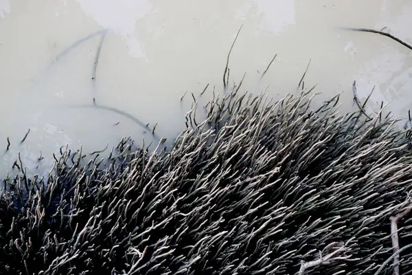 Nehirdeki mangrov ormanının solunum kökü, doğa arka planı.