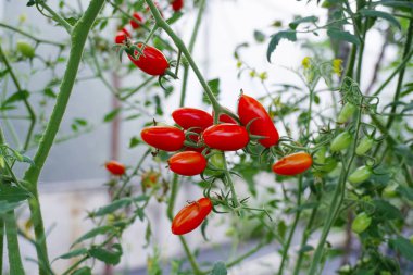 Domates meyvesi yakın çekim, organik sebze çiftliği