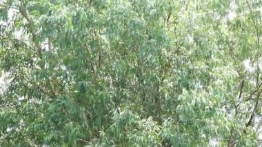 Ağaçların tepesindeki yeşil yaprak rüzgârla hareket ediyor, doğa arkaplan