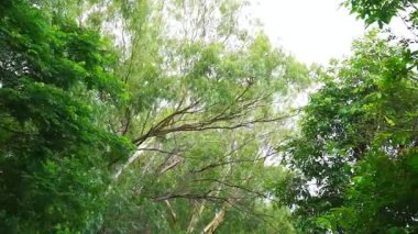 Ağaçların tepesindeki yeşil yaprak rüzgârla hareket ediyor, doğa arkaplan