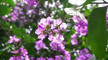 Yakın çekim Tayland crape mersin çiçeği çiçeği (Lagerstroemia floribunda Jack)