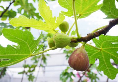 Organik çiftlikteki ağaçta incir meyvesi yakın çekim