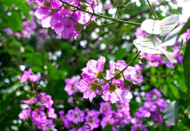 Yakın çekim Tayland crape mersin çiçeği çiçeği (Lagerstroemia floribunda Jack)