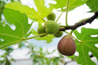 Ağaçta, organik çiftlikte incir meyvesi yakın çekim