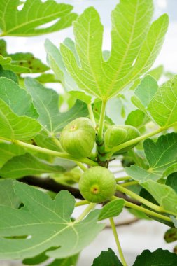 Ağaçta, organik çiftlikte incir meyvesi yakın çekim