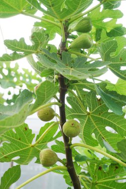 Ağaçta taze incir tomurcukları, organik çiftlik