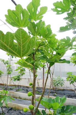 Yeşil evde incir ağacı, organik tropik çiftlik.