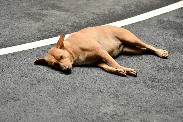 Sokak köpeği yol kenarında uyuyor.