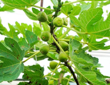 Beyaz arka planlı yeşil incir meyvesi, organik çiftlik.