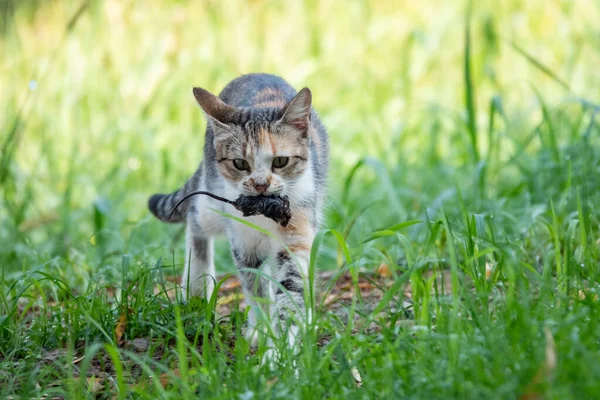 Cat Hunt Mouse Encounter Closeup — Stock Photo, Image