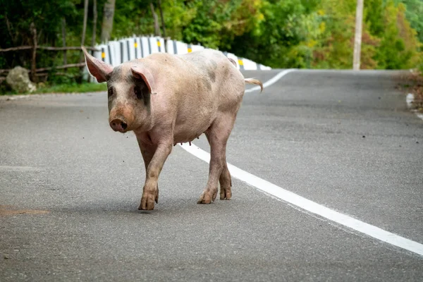 Cochon Marche Sur Route Géorgie — Photo