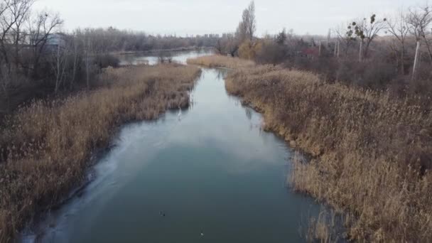 Большая Белая Цапля Ardea Alba Берегу Реки Зимой Венгрии — стоковое видео