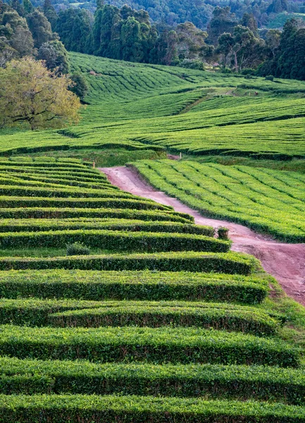 Tea Plantation Interesting Wavy Pattern Lines Green Plants Sao Miguel — Stock Photo, Image