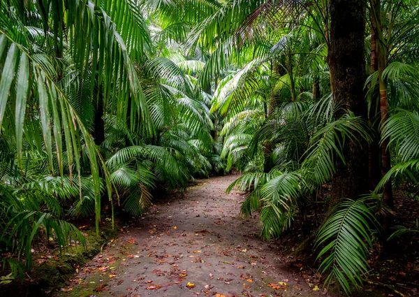Μαγευτική Terra Nostra Βοτανικός Κήπος Furnas Σάο Μιγκέλ Νησί Αζόρες Εικόνα Αρχείου