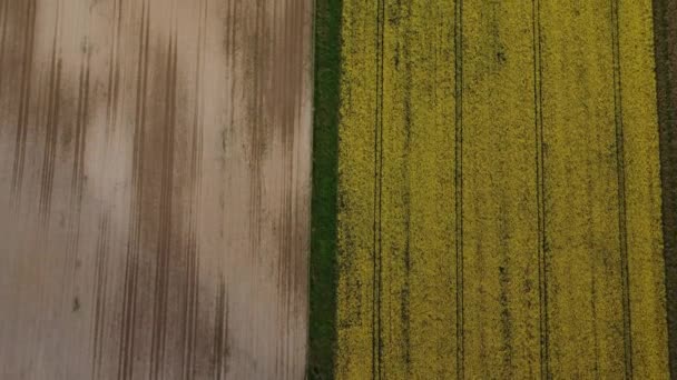 油菜种子的空中拍摄农业景观 — 图库视频影像