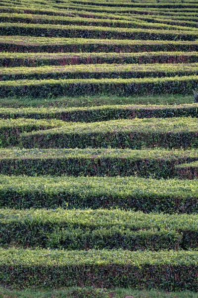 Teeplantage Interessantes Wellenmuster Der Grünen Pflanzen Auf Der Insel Sao — Stockfoto