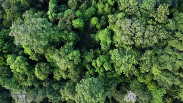 マレーシア アジアのティーマン島の航空眺望 — ストック動画