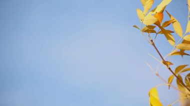 Close-up of a background of maple autumn orange leaves thrill on the wind