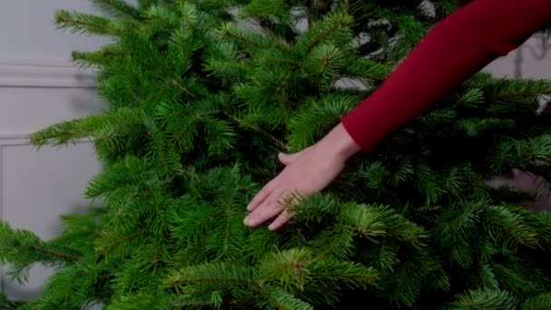기사보기 크리스마스 나뭇가지를 만지는 — 비디오