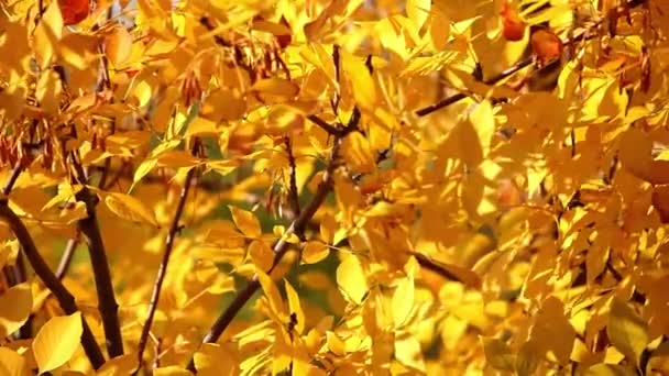 Close Background Maple Autumn Orange Leaves Thrill Wind — Video