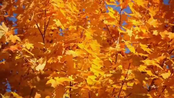 Detailní Záběr Pozadí Javorového Podzimu Oranžové Listy Vzrušení Větru — Stock video