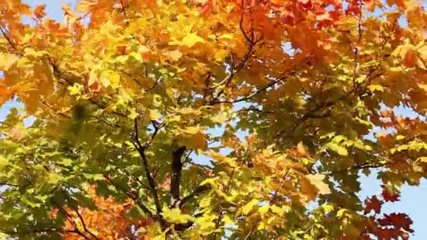 Крупный План Фона Кленовых Осенних Листьев Апельсина Трепет Ветру — стоковое видео