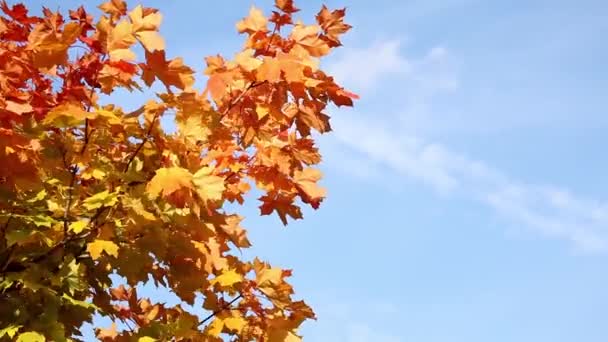 Zbliżenie Tle Klon Jesień Pomarańczowy Liście Dreszcz Wietrze — Wideo stockowe