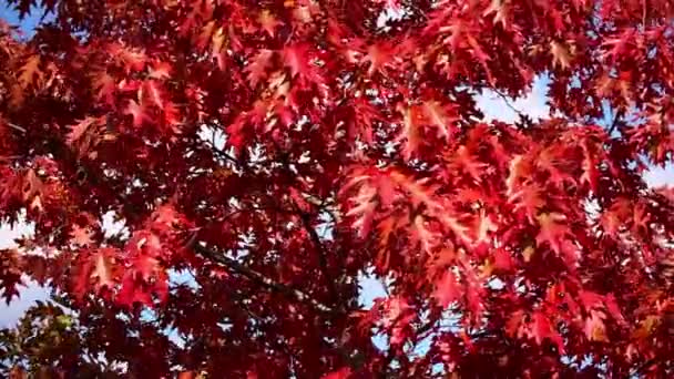 Oak Tree Leaves Wind Autumn Colors Sunny Day — Stockvideo