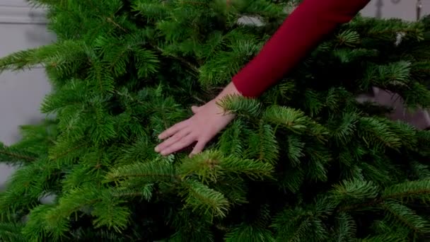기사보기 크리스마스 나뭇가지를 만지는 — 비디오