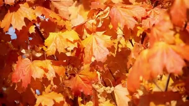 Крупный План Фона Кленовых Осенних Листьев Апельсина Трепет Ветру — стоковое видео