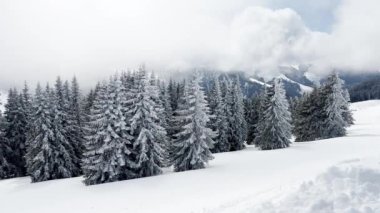 Güzel kar köknar ağaçlarını kaplamış Alp tatil köyünün hareket manzarası