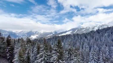 Beautiful snow covered fir forest trees motion view in on alpine resort