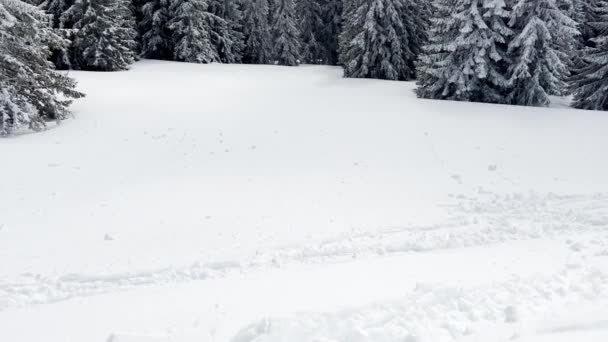 Beautiful Snow Covered Fir Forest Trees Motion View Alpine Resort — Vídeo de Stock