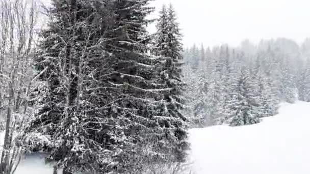 美しい雪に覆われたモミの森の木々高山リゾートでの運動ビュー — ストック動画