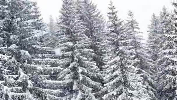 Красивые Заснеженные Еловые Деревья Видом Горы — стоковое видео