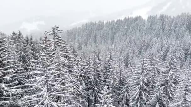 Beautiful Snow Covered Fir Forest Trees Motion View Alpine Resort — Vídeo de stock