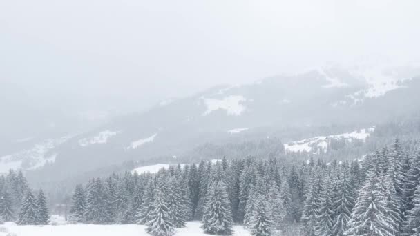 Bela Neve Coberto Abeto Floresta Árvores Movimento Vista Resort Alpino — Vídeo de Stock