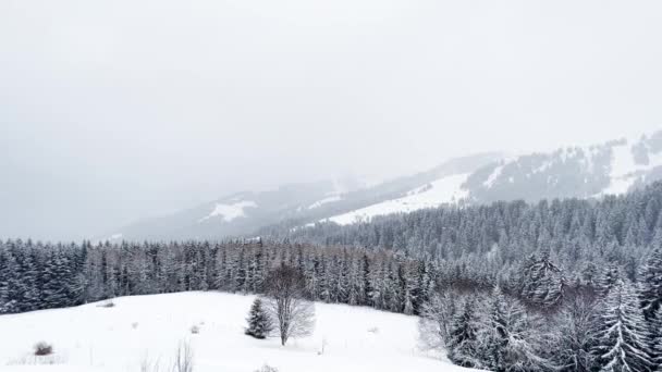 Bela Neve Coberto Abeto Floresta Árvores Movimento Vista Resort Alpino — Vídeo de Stock