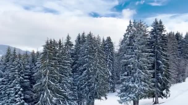 Beautiful Snow Covered Fir Forest Trees Motion View Alpine Resort — Vídeos de Stock
