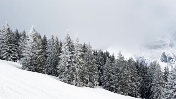 Beautiful Snow Covered Fir Forest Trees Motion View Alpine Resort — Stock video