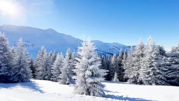 Güzel Kar Köknar Ağaçlarını Kaplamış Alp Tatil Köyünün Hareket Manzarası — Stok video