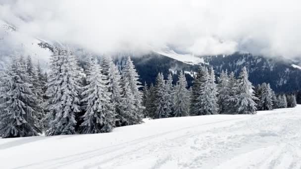 Beautiful Snow Covered Fir Forest Trees Motion View Alpine Resort — Wideo stockowe