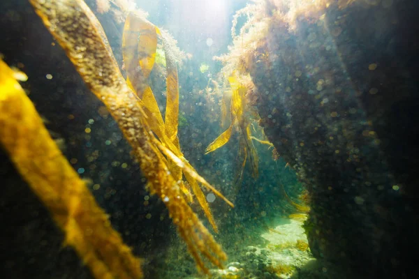 Underwater view of seaweed between stones in sun rays from the bottom in shallow water