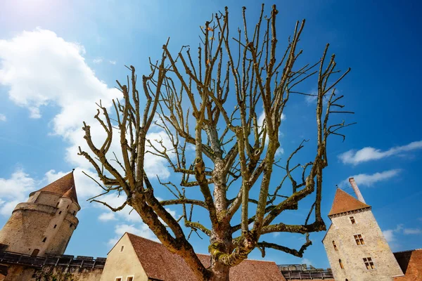 Old Tree Court Walls Towers Blandy Les Tours Castle France — Zdjęcie stockowe