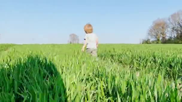 Little Blond Handsome Boy Run Fresh Spring Field — Video Stock