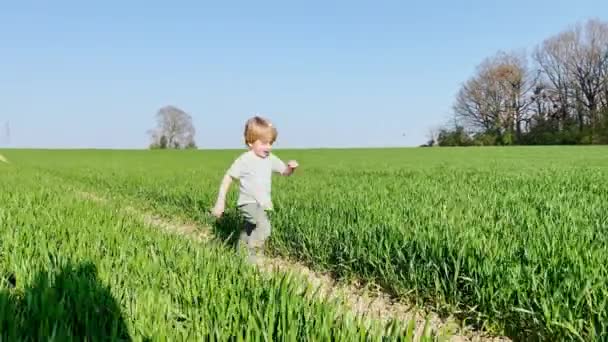 Nettes Zweijähriges Mädchen Einem Kleid Das Frischen Frühlingsfeld Läuft — Stockvideo